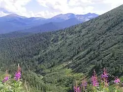 Природа Буйбинского перевала (летом)