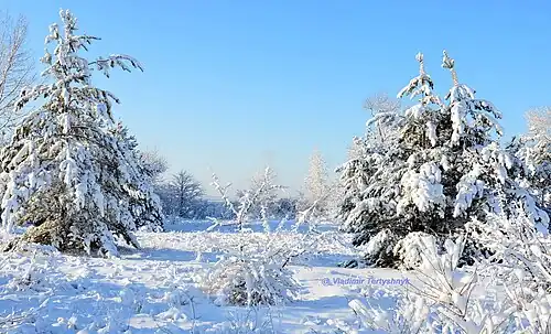 Снежный январь