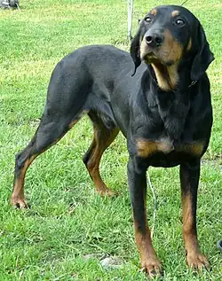 Украинская горная гончая