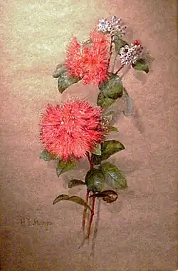 Ohia Lehua Blossoms