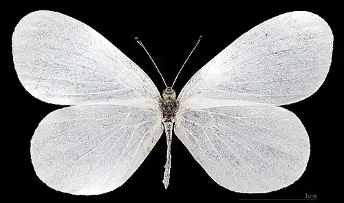 Leptidea sinapis   ♀