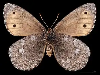 Oeneis jutta jutta ♂  △