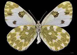 Pontia daplidice ♀  △