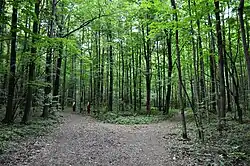 Развилка пешеходных дорожек в Ометьевском лесу (июль 2019)