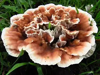 Абортипорус двулетний