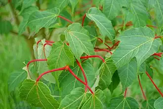 Acer pectinatum subsp. forrestii 'Sparkling'