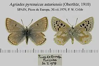 Голубянка пиренейская