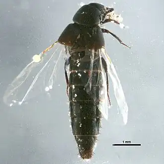 Aleochara bilineata