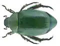 Anomala dubia