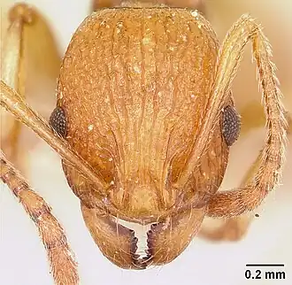 Malagidris belti