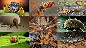 1-й ряд: паук Phidippus mystaceus, ложноскорпион, скорпион Hottentotta tamulus;
2-й ряд: собачий клещ (Ixodida), фрин Heterophrynus, тромбидиформный клещ Aceria anthocoptes;
3-й ряд: сенокосец, сольпуга Galeodes caspius, телифон