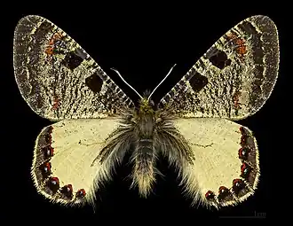 A. a. apollinus, самец