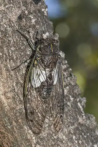 самец Arunta perulata