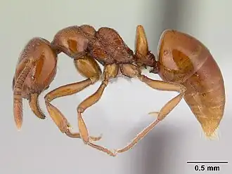 Asphinctopone silvestrii