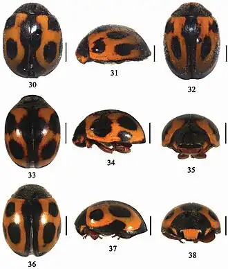 30 Aspidimerus decemmaculatus, 31–32 Aspidimerus mouhoti, 33–35 Aspidimerus zhenkangicus, 36–38 Aspidimerus ruficrus. Длина отрезка 1 мм.