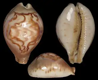 Раковина ципреи Фултона (Barycypraea fultoni amorimi)