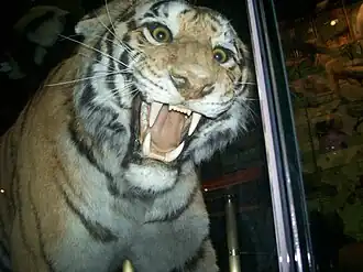 Амурский тигр