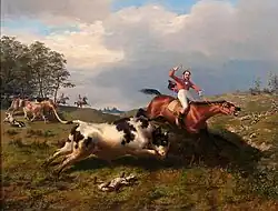 Домашний бык, отбившийся от стада, атакует охотника на лис