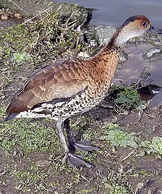 Черноклювая древесная утка (Dendrocygna arborea)