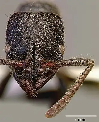 Bothroponera pumicosa