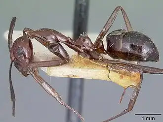 Муравей Camponotus imitator