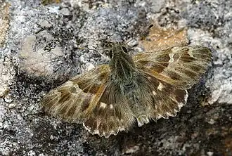 Толстоголовка восточная