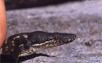 Маскаренские удавы