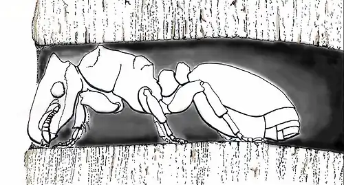 Рабочий Cephalotes texanus около входа в  гнездо