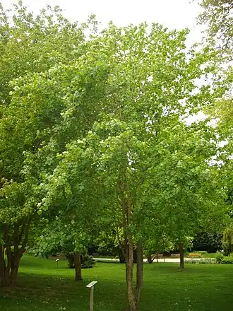 Габитус взрослого дерева