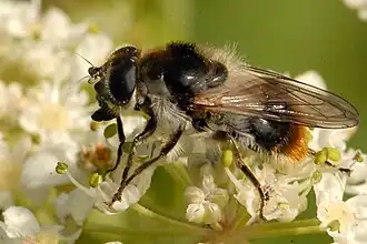Cheilosia illustrata