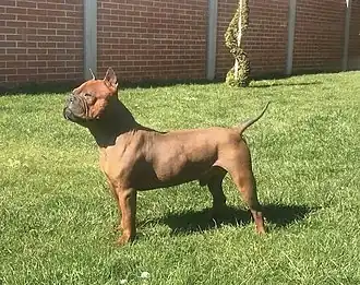 Китайский чунцин