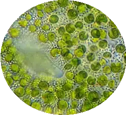 Хлорелла (Chlorella)