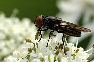 Chrysogaster solstitialis