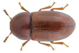 Cis castaneus