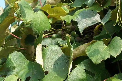 Конкорд виноград растет на острове Виноградовом острове в Массачусетсе[англ.]