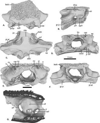 Неполная черепная коробка голотипа