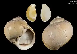 Раковины Cryptonatica janthostoma