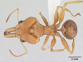 Муравей Daceton armigerum