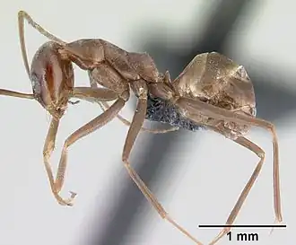 Dorymyrmex goeldii