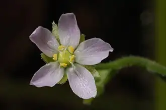 Цветок Drosera indica