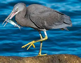 Тёмная морфа восточной рифовой цапли