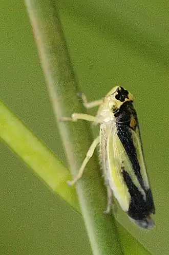 Evacanthus interruptus