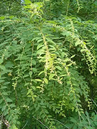 Общий вид цветущего растения