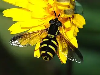 Chrysotoxum elegans