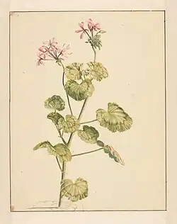 Герань. Между 1668 и 1729. Бумага, акварель. Рейксмюсеум, Амстердам