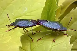 Спаривание