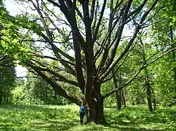 Двухсотлетнее дерево в парке
