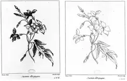 Жасмин. Гравюра по рисунку Л. Тессье. Ок. 1755