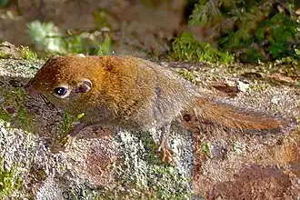 Крошечная белка (Exilisciurus exilis)