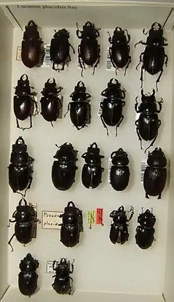 Полиморфизм Lucanus placidus.